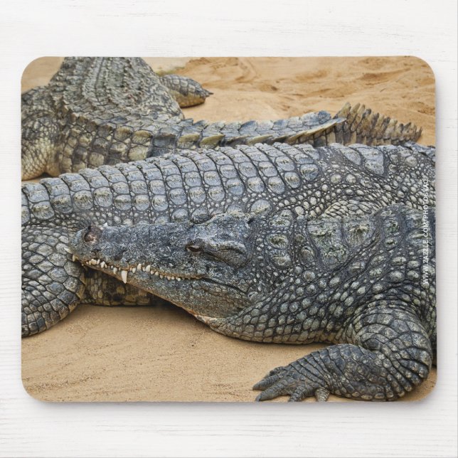 Mousepad Crocodilos (Frente)