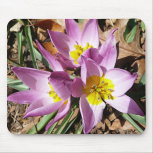 Mousepad Crocos cor-de-rosa Primavera Floral