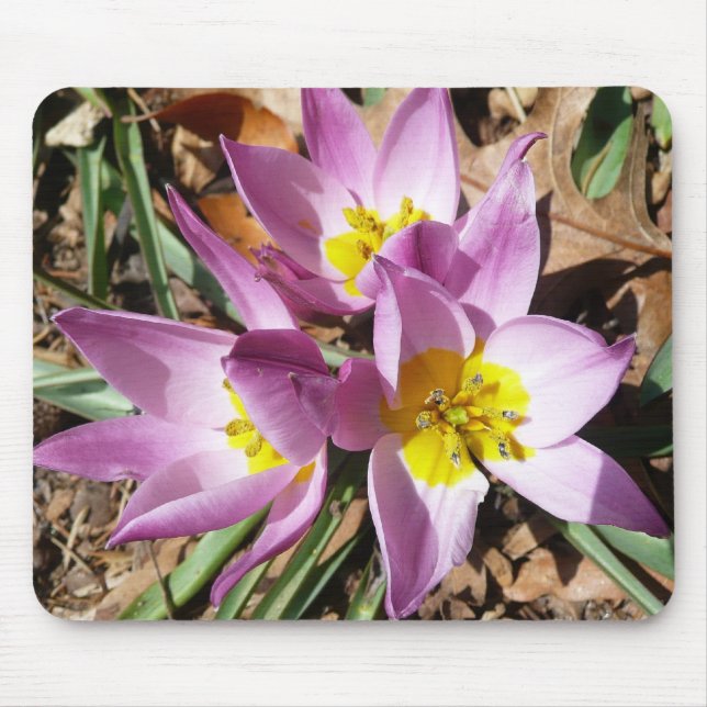 Mousepad Crocos cor-de-rosa Primavera Floral (Frente)