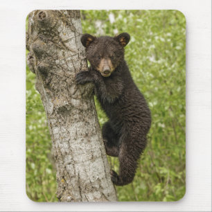 Mousepad Cubo de Urso Negro em Árvore