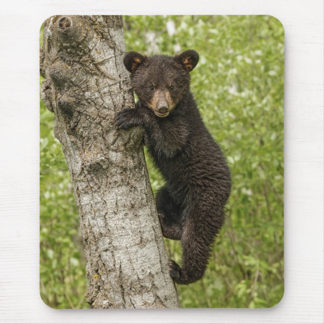 Mousepad Cubo de Urso Negro em Árvore (Frente)