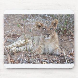 Mousepad Cubo Leão Com Uma Bela Gaze Inocente.