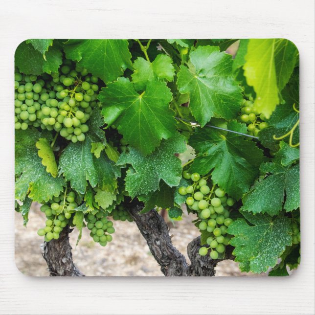Mousepad Cultivo de Uvas para Vinho, França (Frente)
