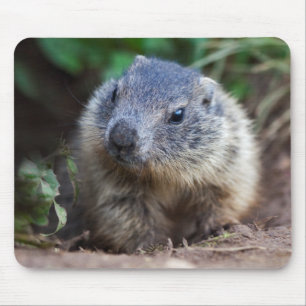 Mousepad Curioso Baby Marmot Mousemat