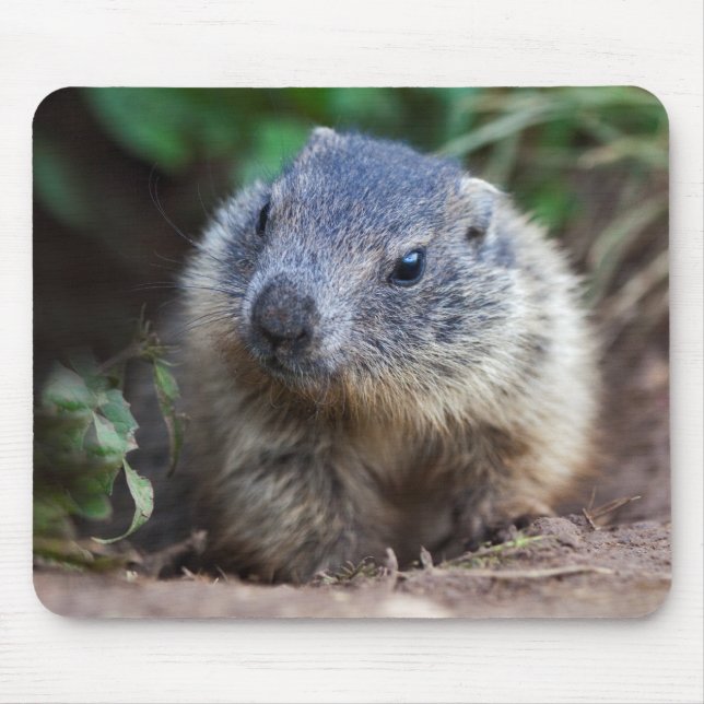 Mousepad Curioso Baby Marmot Mousemat (Frente)