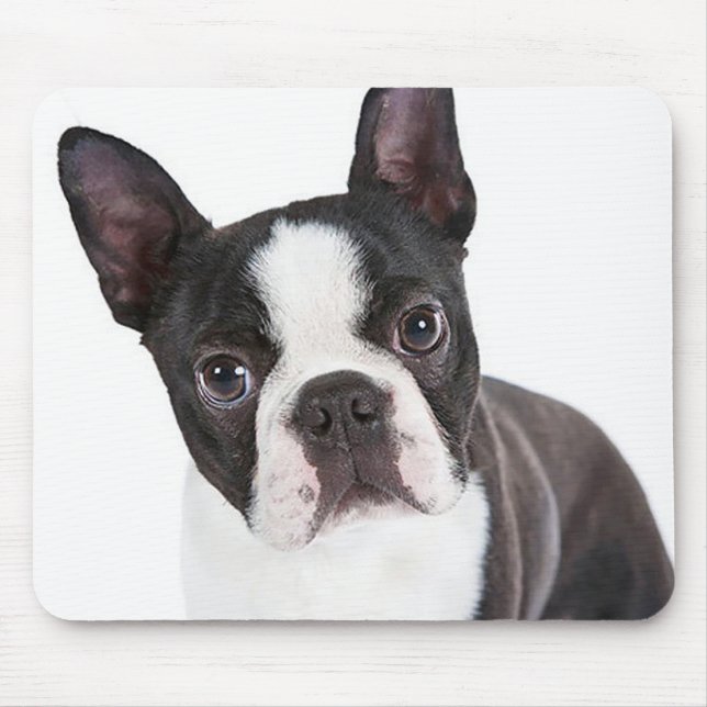Mousepad Curioso Boston Terrier Mãe Cachorro Engraçado (Frente)