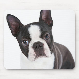Mousepad Curioso Boston Terrier Mãe Filha Engraçada