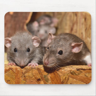 Mousepad Cuta e Irônica