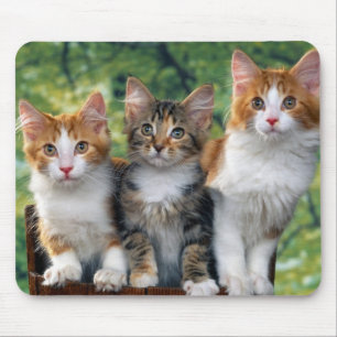 Mousepad cute-kittens-with-nature-backgrounds_jpg 3