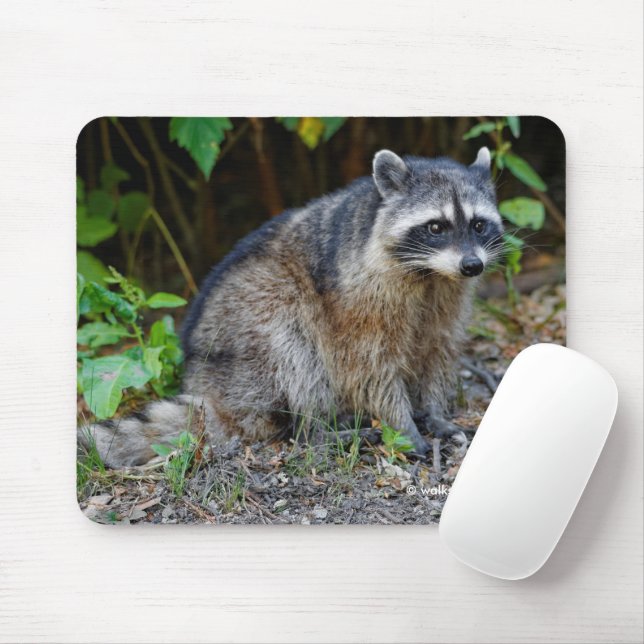 Mousepad Cute Posing North American Raccoon (Com mouse)