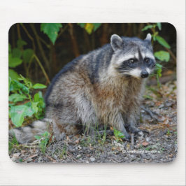 Mousepad Cute Posing North American Raccoon