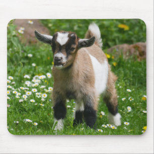 Mousepad Cute Pygmy Goat Kid em flores