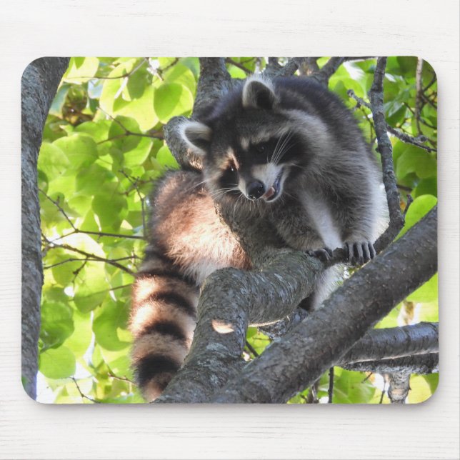 Mousepad Cute Raccoon em árvore (Frente)