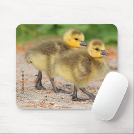 Mousepad Cuteness on Parade: Canadá Goslings