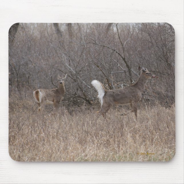 Mousepad D2 Veado-branco em Árvores de Algodão (Frente)
