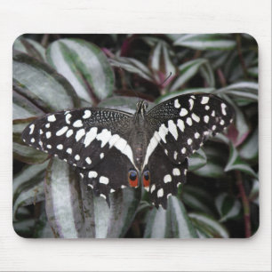 Mousepad da Borboleta do limão
