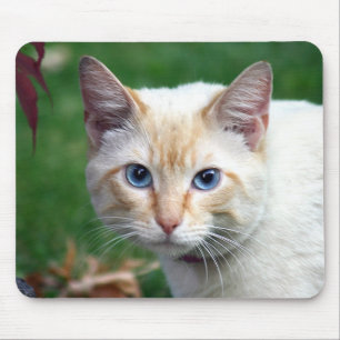 Mousepad da cara do gato Siamese