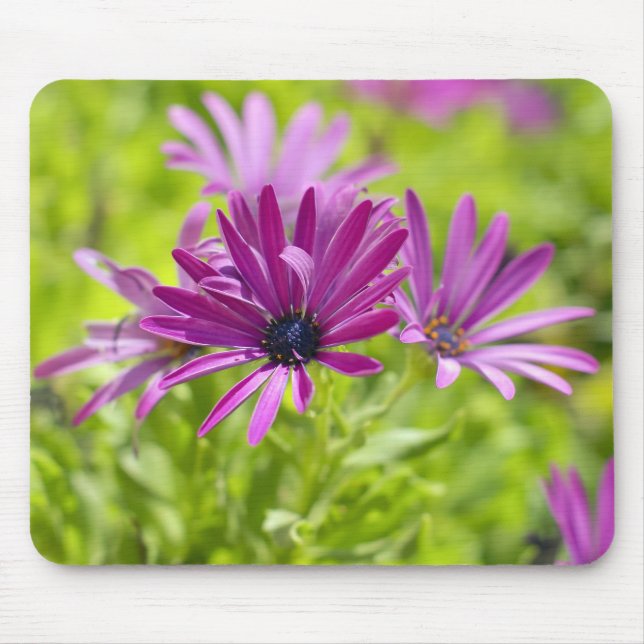 Mousepad da Flor Africana Daisy (Frente)