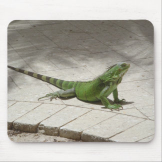 Mousepad da iguana