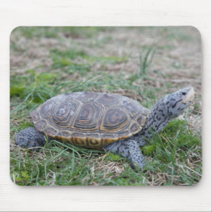 mousepad da tartaruga da tartaruga de água doce d