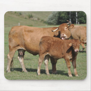 mousepad da vaca e da vitela de limousin