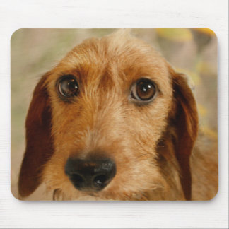 Mousepad Dachshund bonito (fio de Brown de cabelo) nos