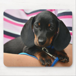 Mousepad dachshund, cachorrinho, animal de estimação