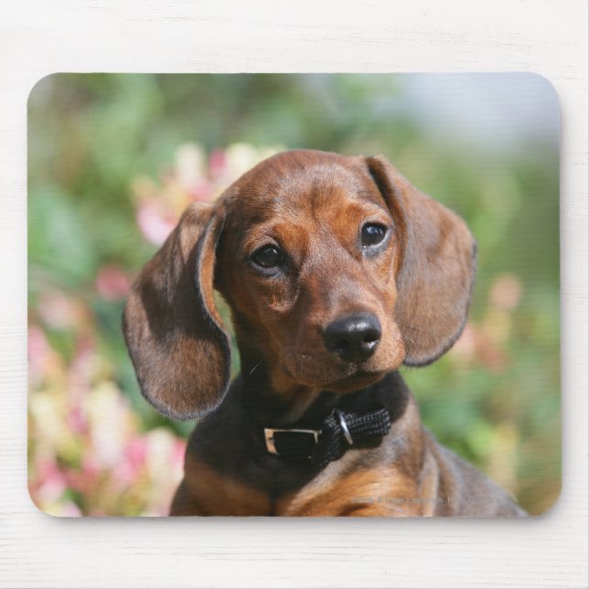 Mousepad Dachshund de Tan Miniture (Frente)