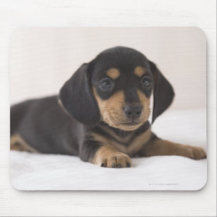 Mousepad Dachshund diminuto