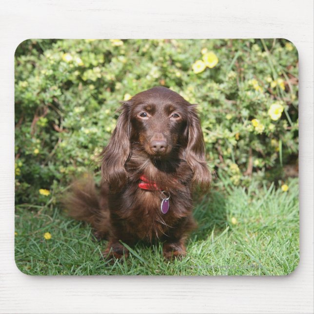 Mousepad Dachshund diminuto de cabelos compridos de Brown (Frente)