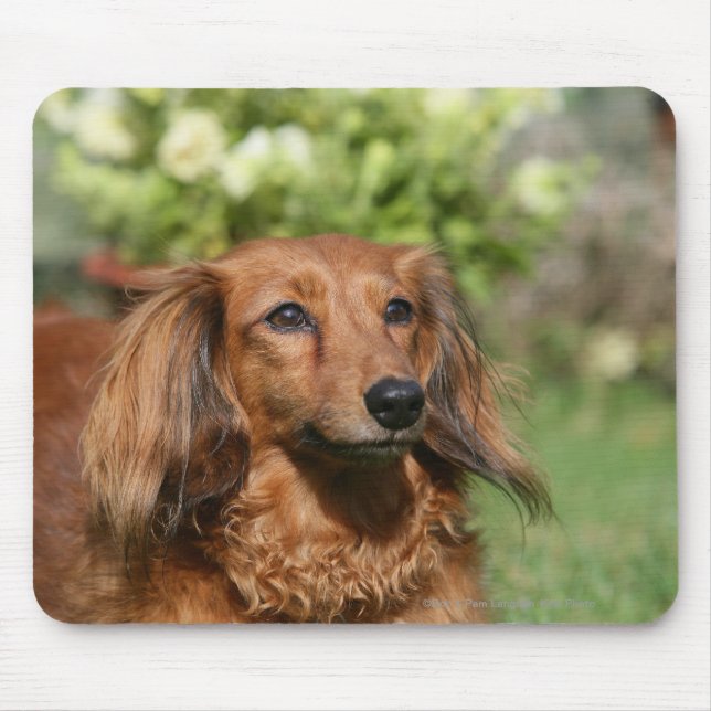 Mousepad Dachshund diminuto de cabelos compridos vermelho (Frente)