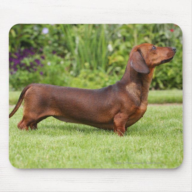 Mousepad Dachshund diminuto Liso-de cabelo (Frente)