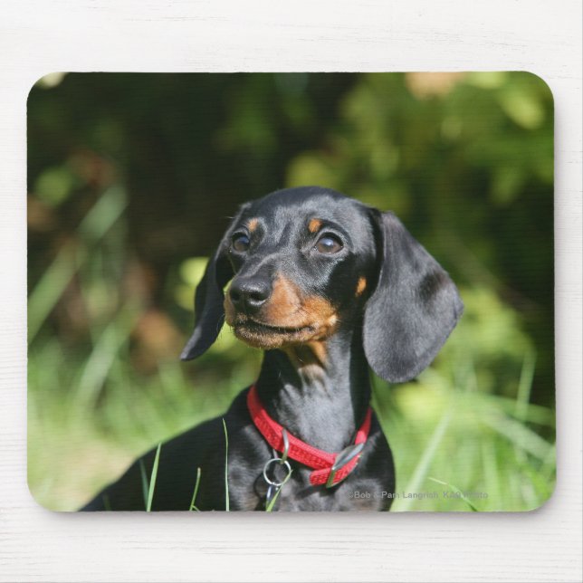 Mousepad Dachshund diminuto Liso-de cabelo 3 (Frente)