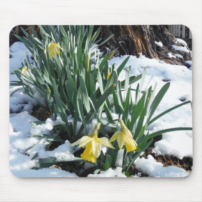 Mousepad Daffodilos amarelos na neve (Frente)