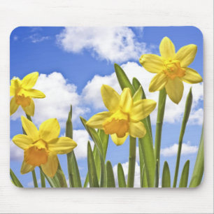 Mousepad Daffodils amarelos no primavera nos Países Baixos