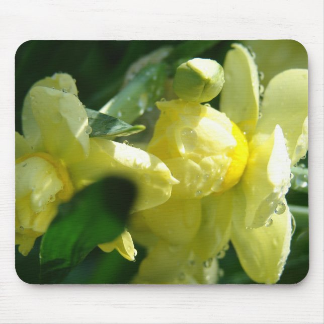 Mousepad Daffodils Com Gotas De Água (Frente)