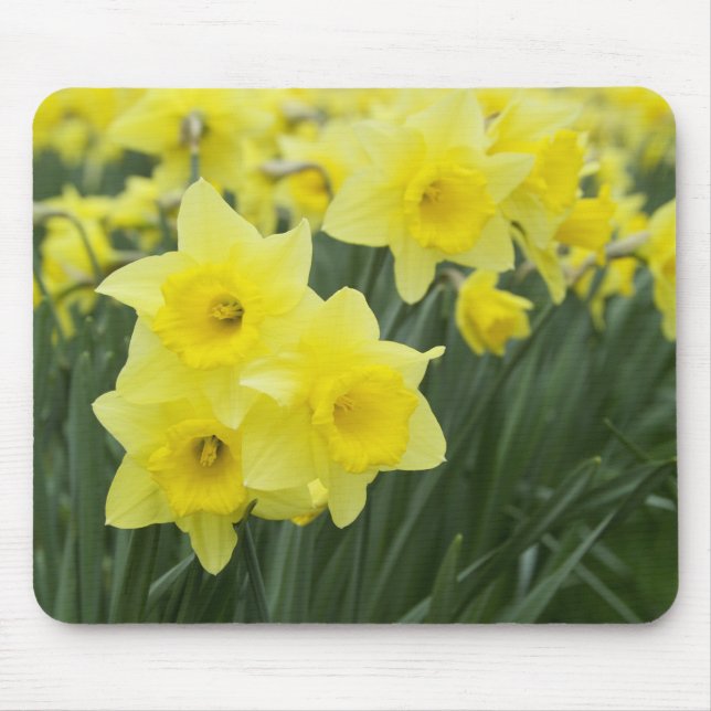 Mousepad Daffodils RF) (Frente)
