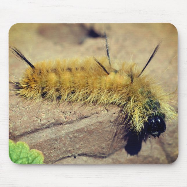 Mousepad Dagger Moth Caterillar Nature (Frente)