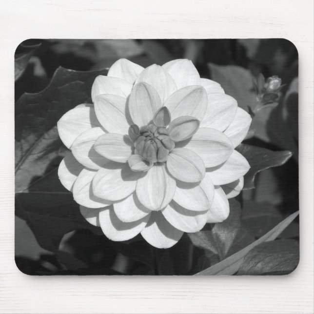 Mousepad Dahlia 'David Howard' B&W (Frente)