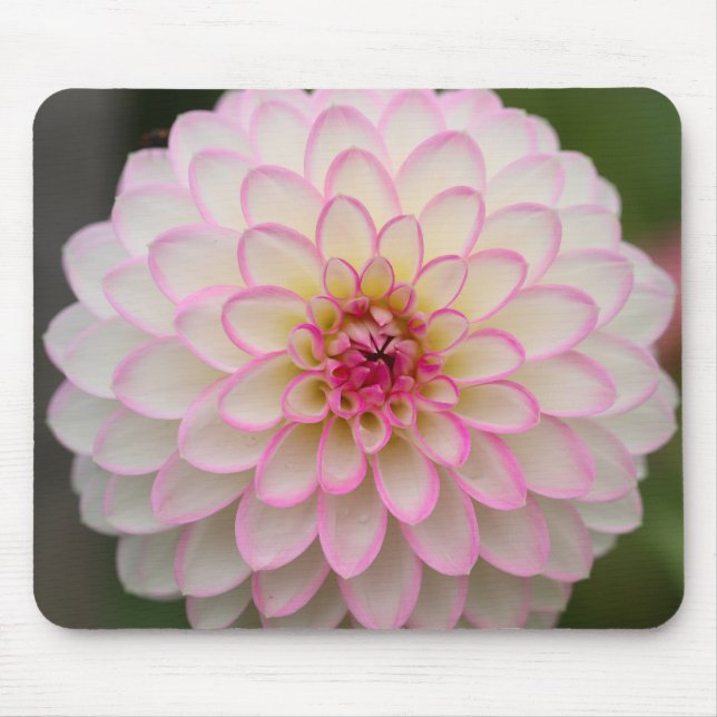 Mousepad Dália branca com flor de jante rosa (Frente)