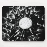 dandelion blacq