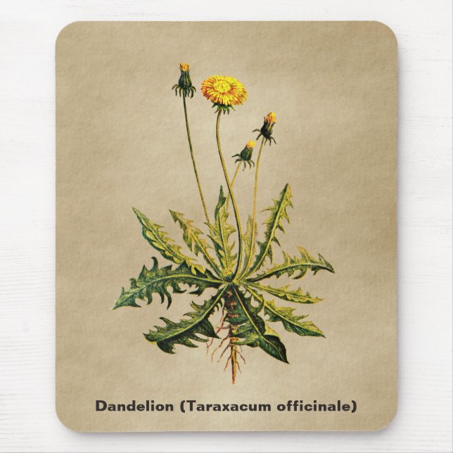Mousepad Dandelion Em Papel Antigo (Frente)