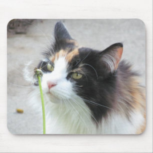 Mousepad Dandy "Leão"?