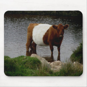Mousepad Dartmoor cercou a vaca de Galloway que está no ri