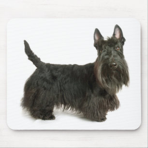 Mousepad de Cão Cachorro, Terrier Cachorro