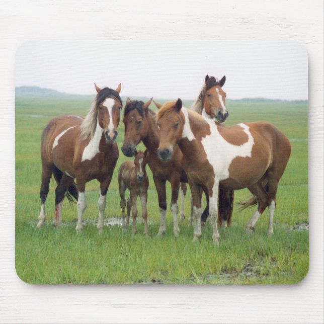 Mousepad de Cavalos da Ilha de Assateague (Frente)