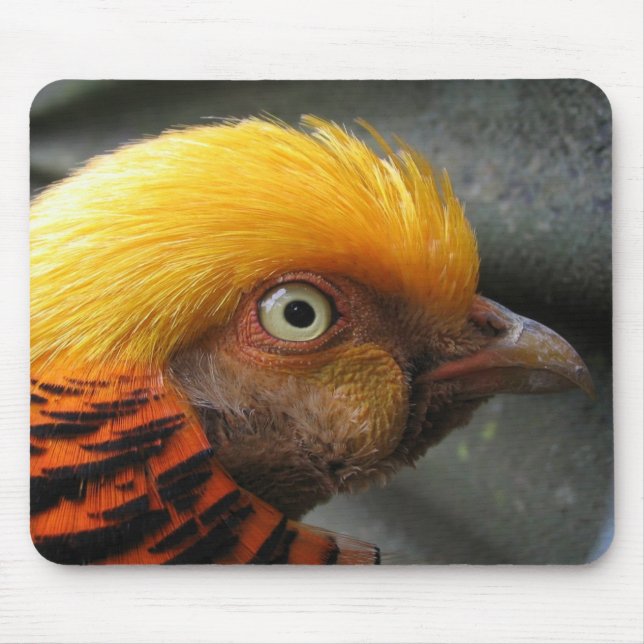 Mousepad de Faisão Dourado (Frente)