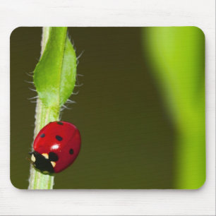 Mousepad de Ladybeetle