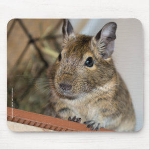 Mousepad Degu bonito