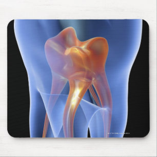 Mousepad Dente, seção transversal transparente de um molar